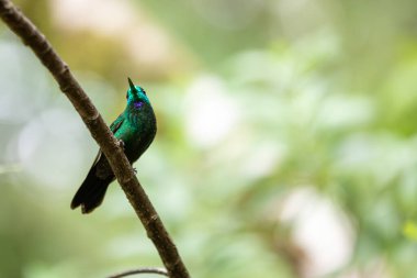 Green-Crowned Brilliant hummingbird (Heliodoxa jacula) perched on a branch amidst lush foliage in Costa Rica. clipart