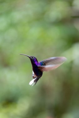 Kosta Rika 'da bir dala tünemiş menekşe kanatlı bir sinekkuşu ülkenin çeşitli yaban hayatı ve doğal yaşam alanlarını vurguluyor..