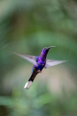 A violet sabrewing hummingbird perched on a branch in Costa Rica highlighting the countrys diverse wildlife and natural habitats clipart