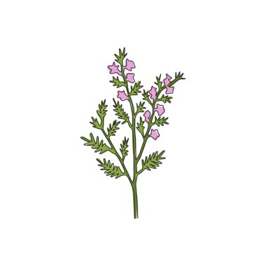 Tek bir sıra güzellik çiziyor bahçe logosu için taze, ortak bir funda. Ev dekorasyonu için Calluna vulgaris konsepti dekoratif duvar resimleri poster baskısı. Modern sürekli çizgi çizimi tasarım vektörü illüstrasyonu