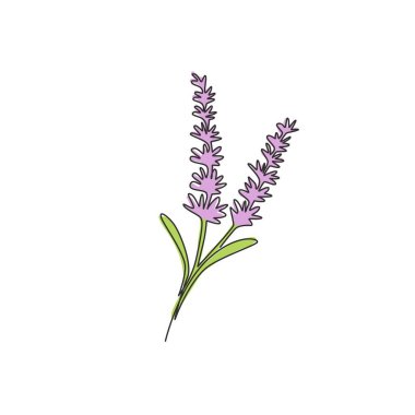 Ev dekorasyonunun poster baskısı için tek bir çizgili güzel lavandula. Davetiye kartı için basılabilir dekoratif lavanta çiçeği. Bir satır çizimi tasarım vektörü illüstrasyonu