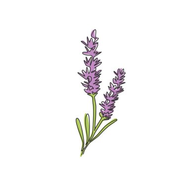 Duvar dekoru poster baskısı için sürekli bir güzellik çizgisi taze lavandula. Yeşil park için basılabilir dekoratif lavanta çiçeği konsepti. Modern tek çizgi çizimi tasarım vektör çizimi