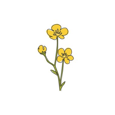 Tek sıra güzellik çizimi bahçe logosu için taze ranunculus. Ev dekorasyonu için basılabilir dekoratif düğün çiçeği. Duvarın poster baskısı. Moda sürekli çizgi çizimi tasarım vektörü illüstrasyonu