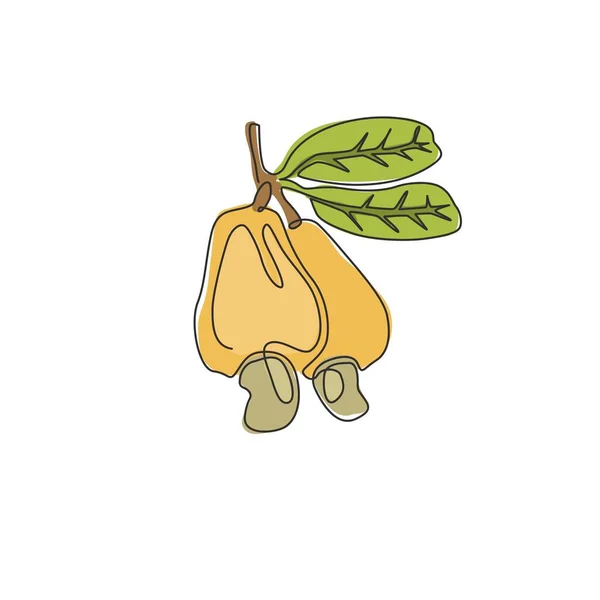 Meyve Bahçesi Logosu Kimliği Için Sağlıklı Organik Kaju Elması Çizimi — Stok Vektör