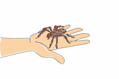 Tek sıra halinde palmiyeye büyük bir örümcek çiziyor. Cesur bir adamın avucundaki tarantula. Evcil tarantulalar. Hayvanlar. Vahşi yaşam. Eklembacaklı. Ulusal Örümcek Kurtarma Günü. Bir çizgi tasarımı vektör illüstrasyonu