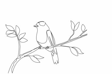 Tek sıra halinde ağaç dalına yapraklarla tünemiş Hint patenli kuş. Akrobaside iyi olan zeki olan. Uluslararası Şafak Korosu Günü. Devamlı çizgi tasarımı grafik çizimi