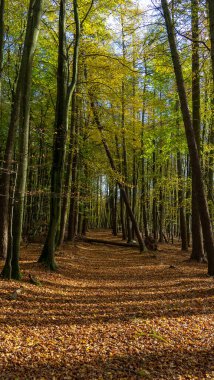 Sonbahar boyunca renkli yapraklarla orman. Yüksek kalite fotoğraf