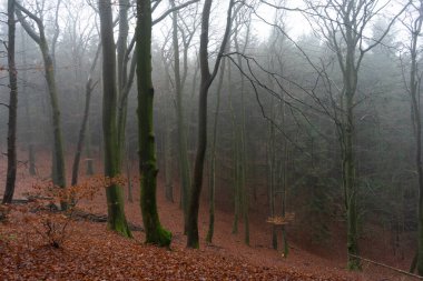 Sonbahar manzaralı güzel sisli sonbahar ağaçları ve ormandaki kuru otlar. Yüksek kalite fotoğraf