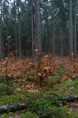 Sonbahar manzaralı güzel sisli sonbahar ağaçları ve ormandaki kuru otlar. Yüksek kalite fotoğraf