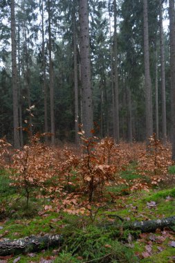 Sonbahar manzaralı güzel sisli sonbahar ağaçları ve ormandaki kuru otlar. Yüksek kalite fotoğraf