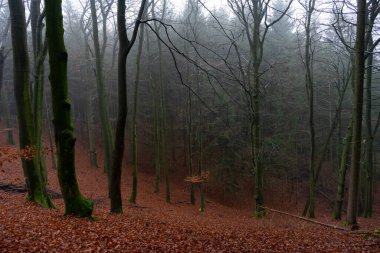 Sonbahar manzaralı güzel sisli sonbahar ağaçları ve ormandaki kuru otlar. Yüksek kalite fotoğraf