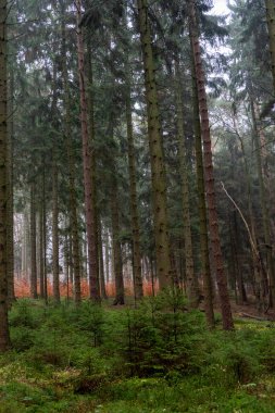 Sonbahar manzaralı güzel sisli sonbahar ağaçları ve ormandaki kuru otlar. Yüksek kalite fotoğraf
