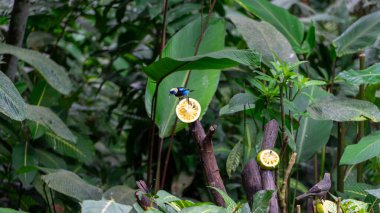 Kosta Rika 'da bir doğa koruma alanında meyve yiyen güzel renkli bir kuş. Yüksek kalite fotoğraf