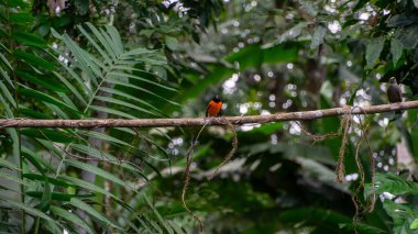 Kosta Rika 'da bir doğa koruma alanında meyve yiyen güzel renkli bir kuş. Yüksek kalite fotoğraf
