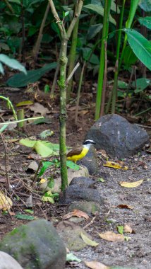Kosta Rika 'da bir doğa koruma alanında meyve yiyen güzel renkli bir kuş. Yüksek kalite fotoğraf