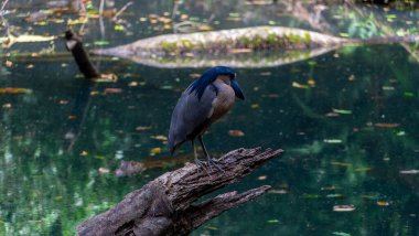 Tekne faturası ayrıntıları. Tekne gagalı balıkçıl, Cochlearius Cochlearius, La Fortuna, Kosta Rika 'daki nehir suyunun yanındaki dalda oturuyor. Ormanda faturası büyük bir kuş, vahşi yaşam sahnesi Amerika. Yüksek
