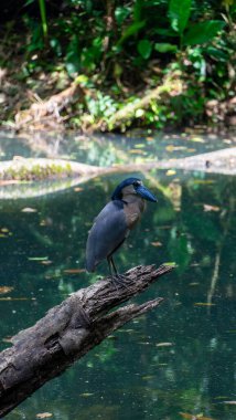 Boat bill bird detail. Boat-billed heron, Cochlearius cochlearius, sitting on the branch near the river water, La Fortuna, Costa Rica. Bird with big bill in the forest, Wildlife scene America,. High clipart