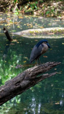 Boat bill bird detail. Boat-billed heron, Cochlearius cochlearius, sitting on the branch near the river water, La Fortuna, Costa Rica. Bird with big bill in the forest, Wildlife scene America,. High clipart