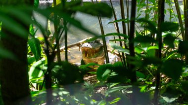 Kosta Rika Nehri Cayman Timsahı. Yüksek kalite fotoğraf