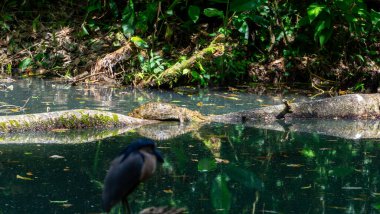 Tekne faturası ayrıntıları. Tekne gagalı balıkçıl, Cochlearius Cochlearius, La Fortuna, Kosta Rika 'daki nehir suyunun yanındaki dalda oturuyor. Ormanda faturası büyük bir kuş, vahşi yaşam sahnesi Amerika. Yüksek
