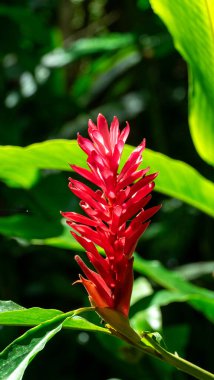 Kızıl Zencefil Zingiber Roscoe Bilimsel adı:, çiçek açan kırmızı, güzel ve bahçede çiçek açan. Yüksek kalite fotoğraf