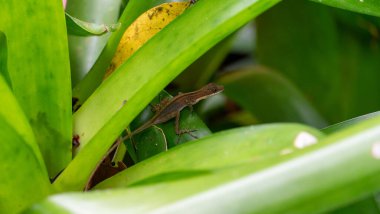 Neotropik yeşil anol Anolis biporcatus, anol kertenkelesinin bir türüdür. Meksika 'da, Orta Amerika' da, rahatsız edilmemiş ve rahatsız edilmemiş ormanlarda bulunur. Yüksek
