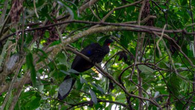 Kosta Rika 'da bir Crested Guan. Yüksek kalite fotoğraf