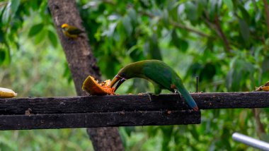 Blue-throated Toucanet Aulacorhynchus caeruleogularis caeruleogularis adult on a branch visiting feeding station in Costa Rica. Eating Papaya. High quality photo clipart