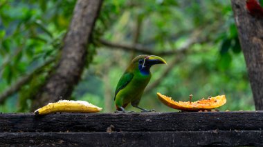 Mavi boğazlı Toucanet Aulacorhynchus caeruleogularis caeruleogularis Kosta Rika 'daki bir şube beslenme istasyonunda yetişkin. Papaya yemek. Yüksek kalite fotoğraf