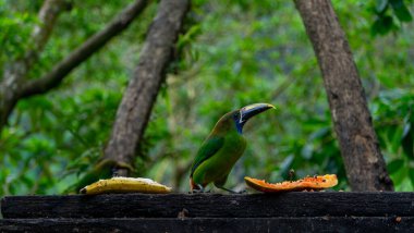 Mavi boğazlı Toucanet Aulacorhynchus caeruleogularis caeruleogularis Kosta Rika 'daki bir şube beslenme istasyonunda yetişkin. Papaya yemek. Yüksek kalite fotoğraf