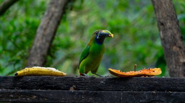 Blue-throated Toucanet Aulacorhynchus caeruleogularis caeruleogularis adult on a branch visiting feeding station in Costa Rica. Eating Papaya. High quality photo clipart