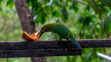 Mavi boğazlı Toucanet Aulacorhynchus caeruleogularis caeruleogularis Kosta Rika 'daki bir şube beslenme istasyonunda yetişkin. Papaya yemek. Yüksek kalite fotoğraf