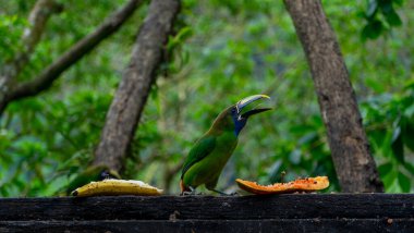 Mavi boğazlı Toucanet Aulacorhynchus caeruleogularis caeruleogularis Kosta Rika 'daki bir şube beslenme istasyonunda yetişkin. Papaya yemek. Yüksek kalite fotoğraf