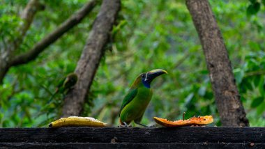 Mavi boğazlı Toucanet Aulacorhynchus caeruleogularis caeruleogularis Kosta Rika 'daki bir şube beslenme istasyonunda yetişkin. Papaya yemek. Yüksek kalite fotoğraf