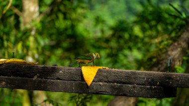 The Silver-throated Tanager, or Tangara Amarilla in Spanish, scientifically known as Tangara icterocephala, is a dazzling bird found in the tropical regions of Central and South America. High quality clipart