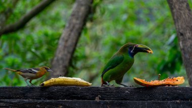 Emerald toucanet and silver throated Tanager eating fruit on a tree, wildlife of Costa Rica. High quality photo clipart