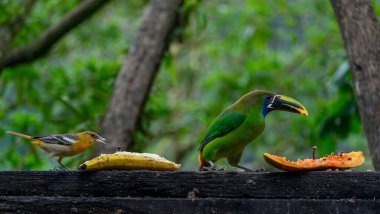 Zümrüt Toucanet ve gümüş boğazlı Tanager, Kosta Rika 'nın vahşi yaşamı olan bir ağaçta meyve yiyorlar. Yüksek kalite fotoğraf