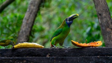 Zümrüt Toucanet ve gümüş boğazlı Tanager, Kosta Rika 'nın vahşi yaşamı olan bir ağaçta meyve yiyorlar. Yüksek kalite fotoğraf
