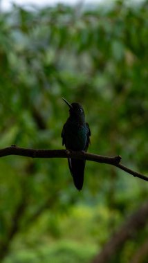 Sevimli sinekkuşu güneşli bir günde su içer. Yüksek kalite fotoğraf