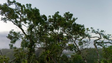 Tukan ormandaki dalda oturuyor, yeşil bitki örtüsü, Kosta Rika. Orta Amerika 'da doğa yolculuğu. İki omurga galı Toucan, Ramphastos sülfuratus, büyük gagalı bir çift kuş. Vahşi yaşam. Yüksek