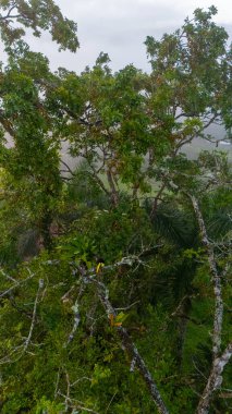 Tukan ormandaki dalda oturuyor, yeşil bitki örtüsü, Kosta Rika. Orta Amerika 'da doğa yolculuğu. İki omurga galı Toucan, Ramphastos sülfuratus, büyük gagalı bir çift kuş. Vahşi yaşam. Yüksek