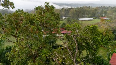 Tukan ormandaki dalda oturuyor, yeşil bitki örtüsü, Kosta Rika. Orta Amerika 'da doğa yolculuğu. İki omurga galı Toucan, Ramphastos sülfuratus, büyük gagalı bir çift kuş. Vahşi yaşam. Yüksek