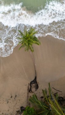 Kosta Rika, Manzanillo 'daki La sosa palmiye ağacının insansız hava aracı görüntüsü. Güzel bir palmiye ağacı Karayip denizinin kumlarında uzanıyordu. Yüksek kalite fotoğraf