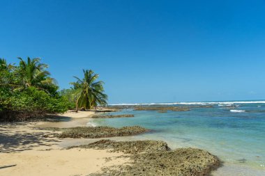 Tropical beach. Peaceful Caribbean beach with palm tree. Bastimentos Island, Bocas del Toro, Central America, Panama. High quality photo