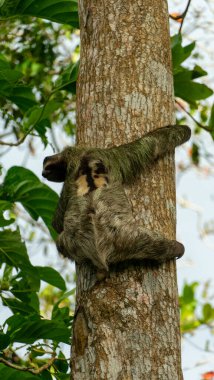 Kosta Rika 'nın Cahuita bölgesindeki güzel Tembel Hayvan. Yüksek kalite fotoğraf