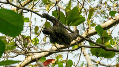 Kosta Rika 'nın Cahuita bölgesindeki güzel Tembel Hayvan. Yüksek kalite fotoğraf