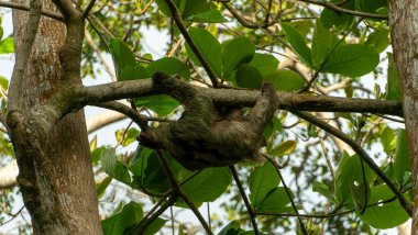 Kosta Rika 'nın Cahuita bölgesindeki güzel Tembel Hayvan. Yüksek kalite fotoğraf