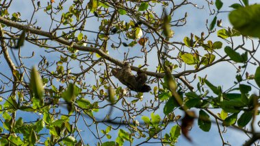 Kosta Rika 'nın Cahuita bölgesindeki güzel Tembel Hayvan. Yüksek kalite fotoğraf