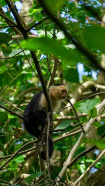 Beyaz başlı Capuchin, capucinus, ormandaki ağaçta oturan siyah maymun. Orta Amerika, Kosta Rika 'nın vahşi yaşamı. Yüksek kalite fotoğraf