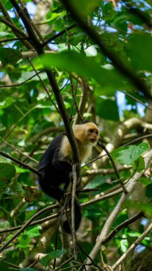 Beyaz başlı Capuchin, capucinus, ormandaki ağaçta oturan siyah maymun. Orta Amerika, Kosta Rika 'nın vahşi yaşamı. Yüksek kalite fotoğraf
